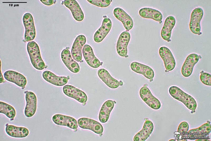 Calocera cornea spore foto 1