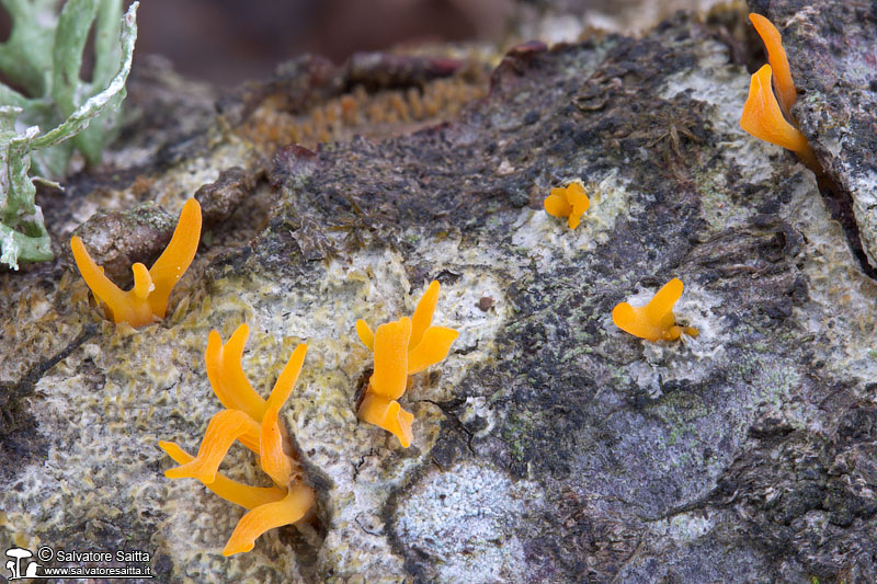 Calocera cornea foto 3