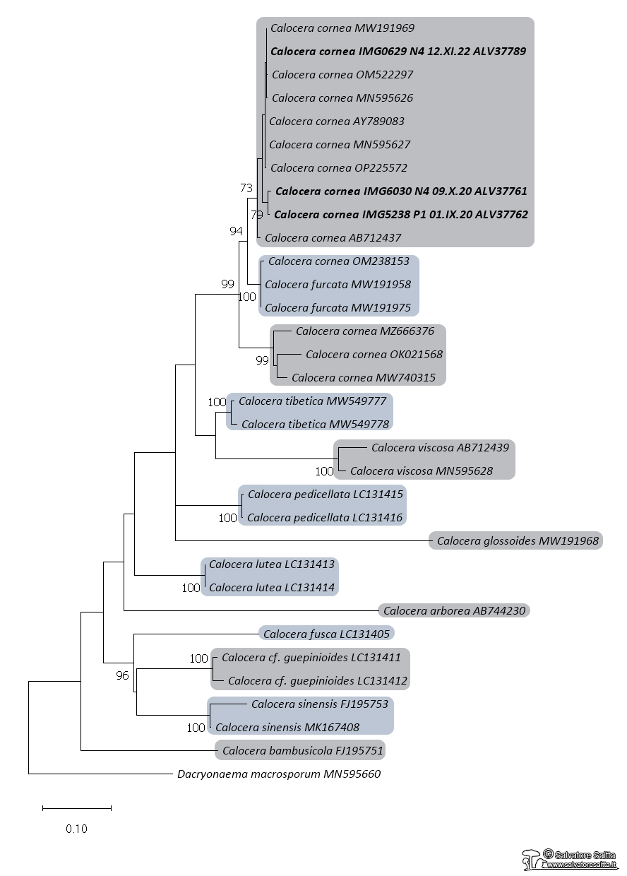 Calocera albero filogenetico foto 1