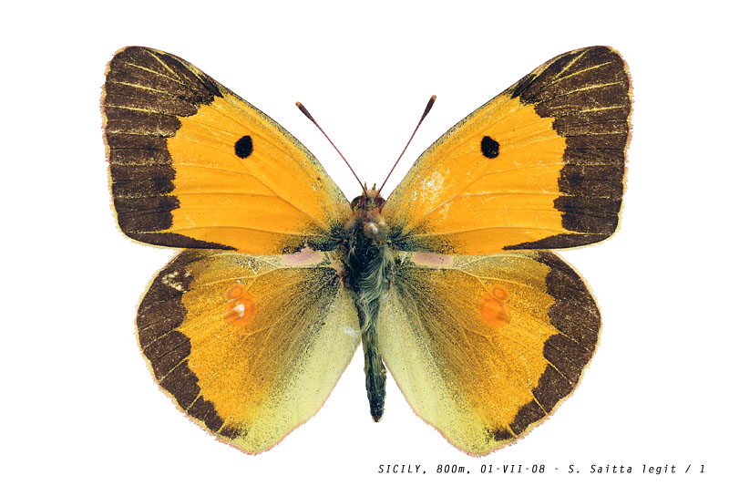 colias_crocea_001 (123K)