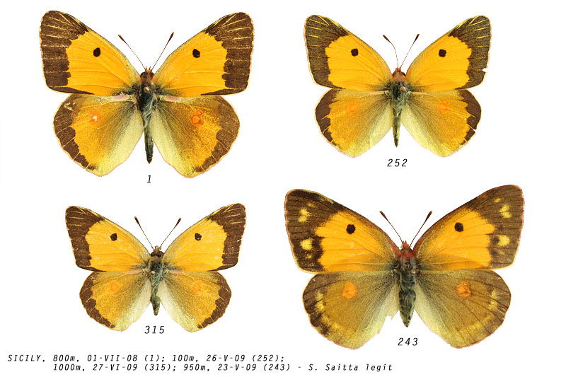 colias_crocea_1_252_315_243 (128K)