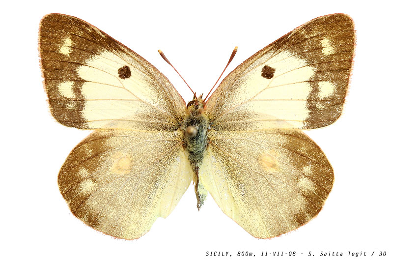 colias_crocea_30 (140K)