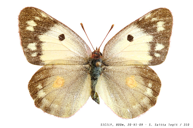 colias_crocea_310 (148K)