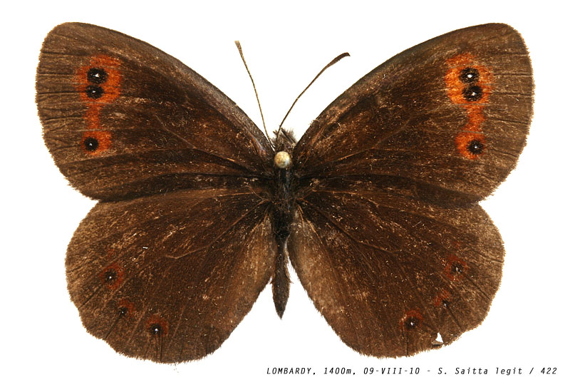 erebia_aethiops_422 (134K)