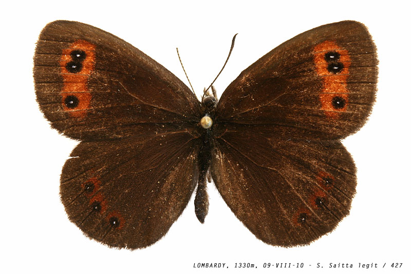 erebia_aethiops_427 (119K)